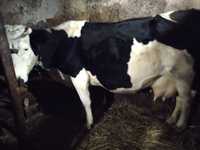 Продам корову , звали Ластівка тільна 8 місяць, за 7 телом.