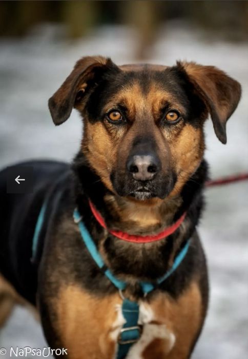 Pat z palucha poleca sie do adopcji