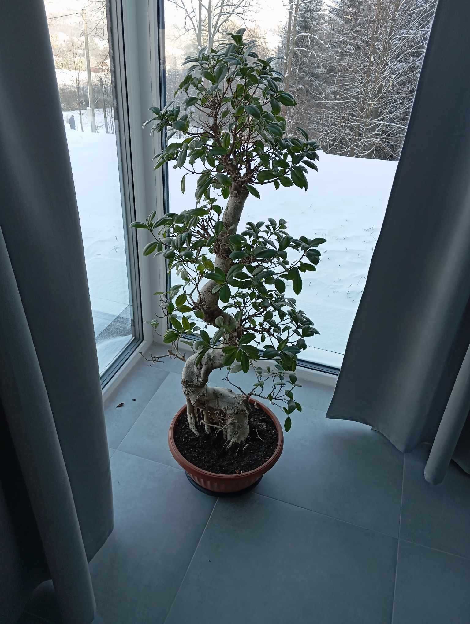 Piękny duży bonsai