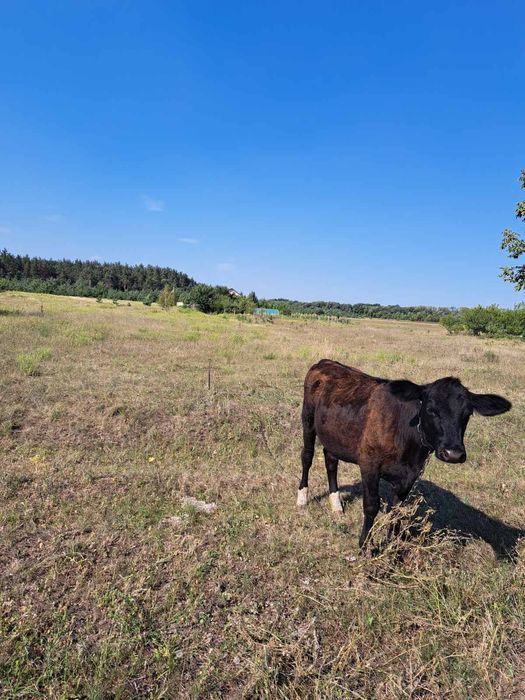 Продається земельна ділянка в мальовничому місці