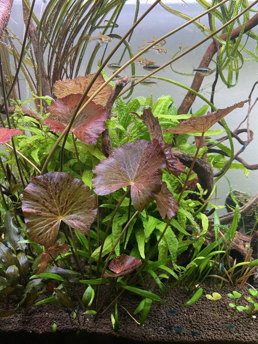 Lotos tygrysi - lotos czerwony