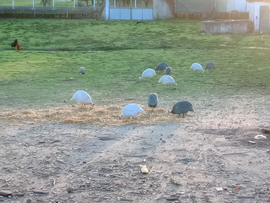 Fracas cinza e Brancas