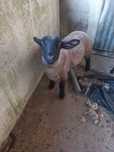 Borrego raça sulfk
