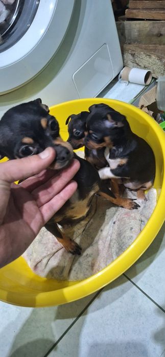 Pinczer miniaturowy, Ratlerek Szczeniak Suczka!