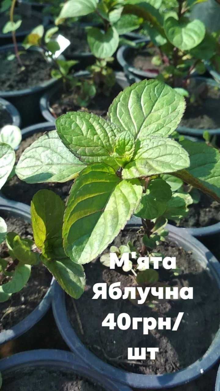 М'ята 10 видів.  Саджанці. Пряні трави