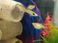 [LX] Guppy Endlers (Poecilia wingei)