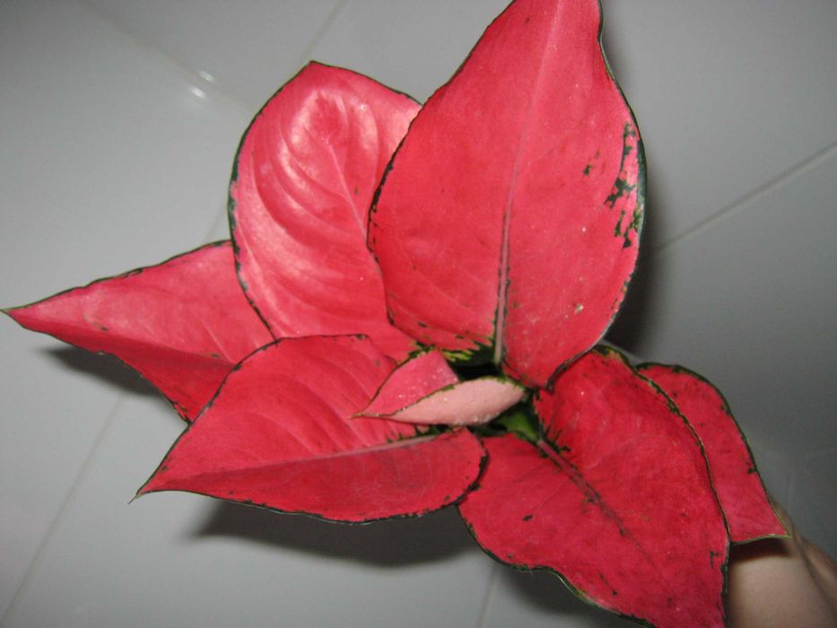 аглаонема филодендрон алоказия домашние декоративно лиственные цветы