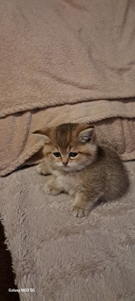 Чистокровний золотий хлопчик