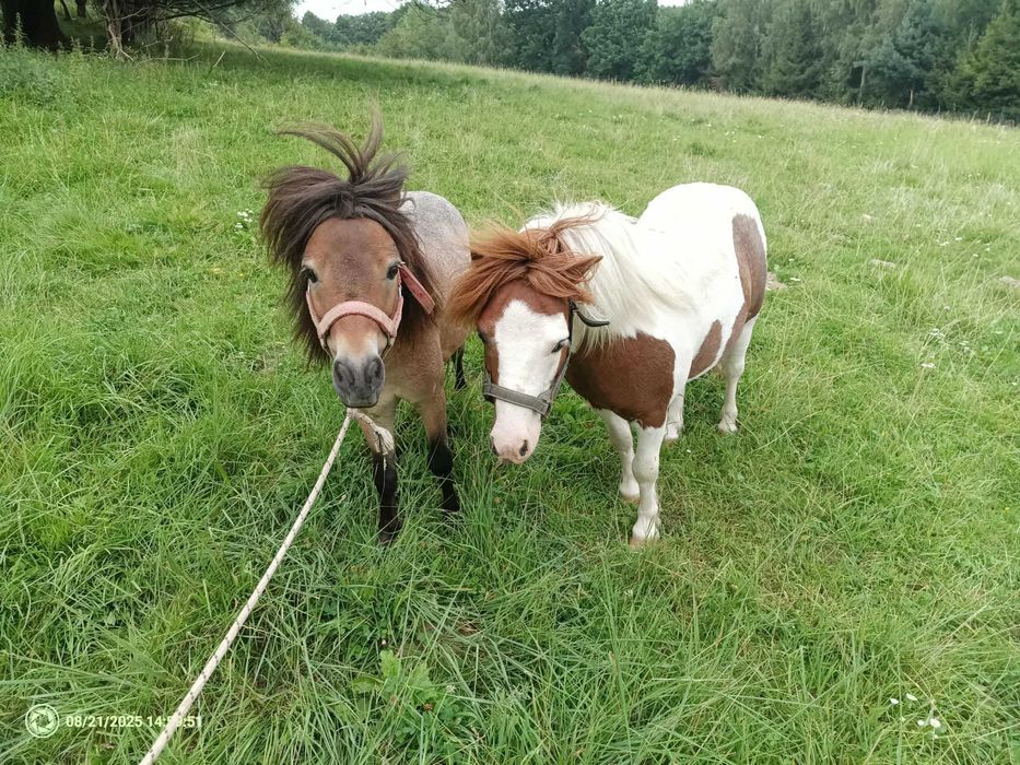 PILNE ogierek jasnogniady lub zamiana