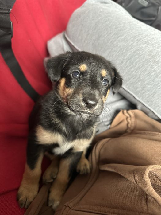 Cão filhote porte pequeno (adoção)