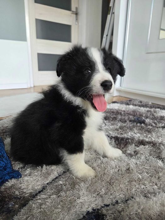 szczeniak border collie
