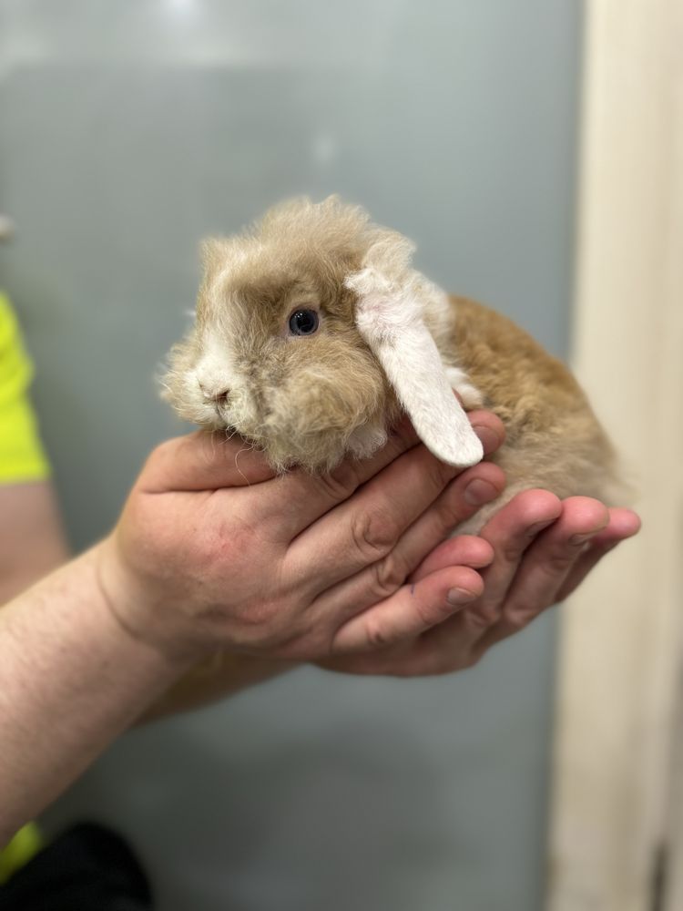 кроленята Mini Lop, вислоухі баранчики та обладнані клітки