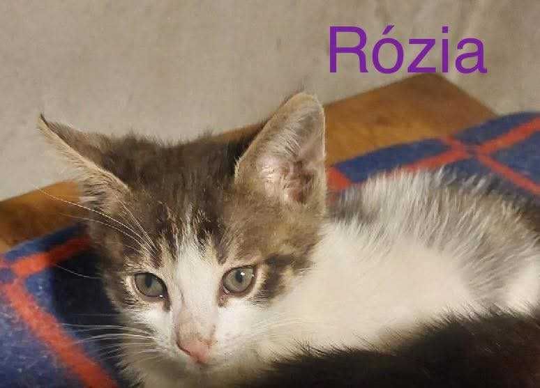 kociaki do adopcji
