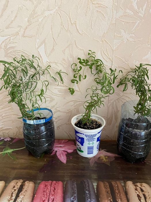 Розмарин крымский, укоренённые саженцы.