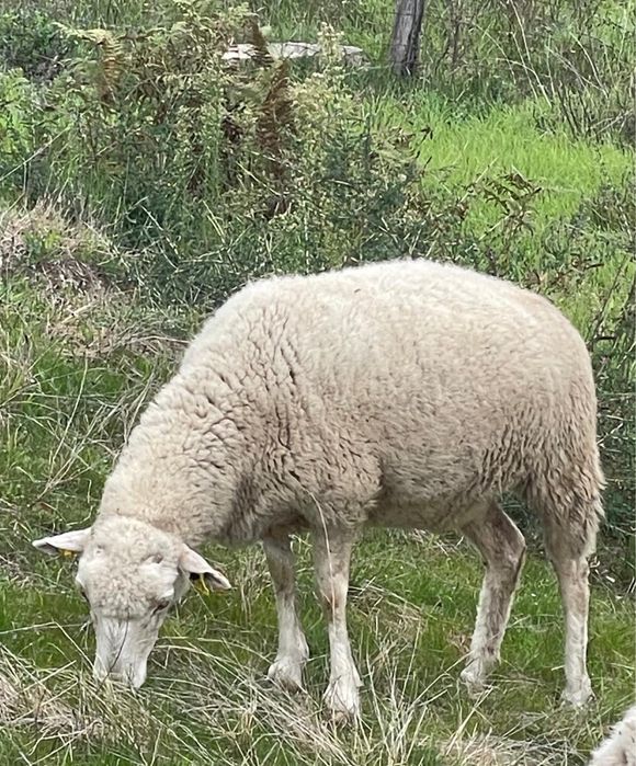 Duas anhas  novas para venda