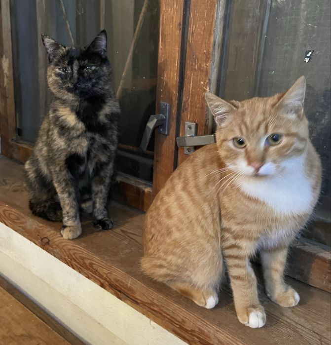 Котенок отдаем в добрые руки