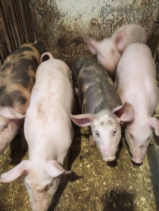 Поросята петрени 18-20 кг