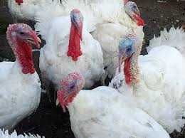 індиче інкубаційне яйце опт та роздріб