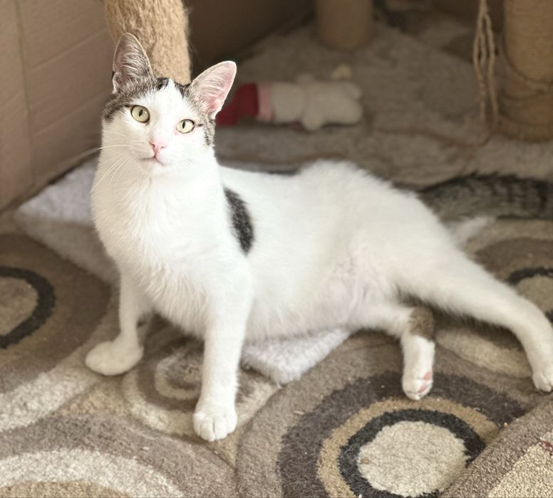Молодий котик Зайка шукає родину, врятуйте кошеня!