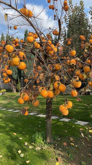 Хурма Медобора. 2х летние привитые саженцы