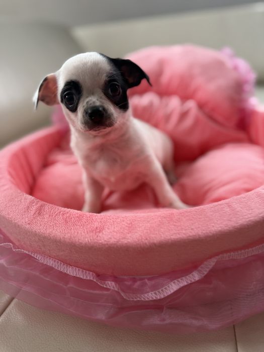 Chihuahua sunia bialo czarna