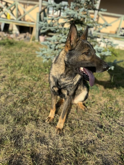 Зонарна німецька овчарка (вʼязка) ККУ, вже розвязаний