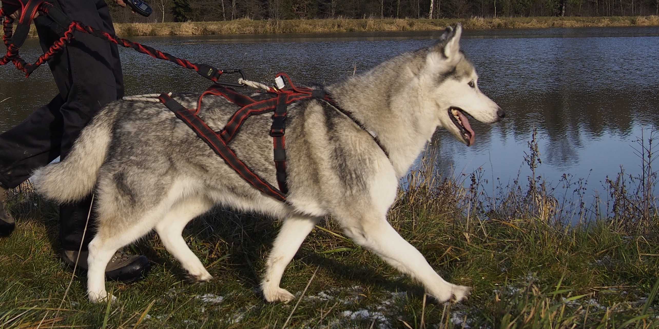 HIFICA CROSS RACE PA RHI LG Uprząż/Szelki Sled-Guard HDR dla Psa