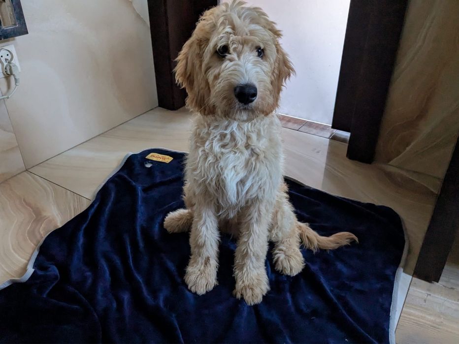 Irishdoodle&Goldendoodle - Badania genetyczne