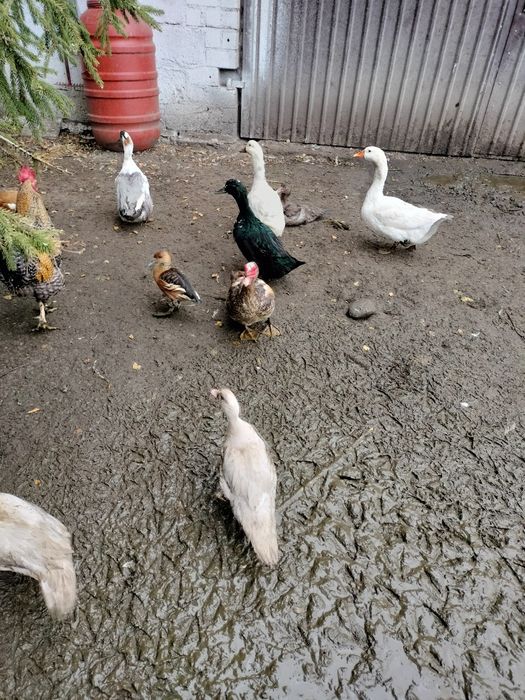 Kaczki drób staropolskie piżmowe  francuskie dworki