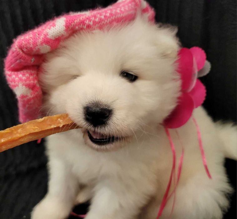 Samoyed / samojed ZKwP hodowla Prima Astra