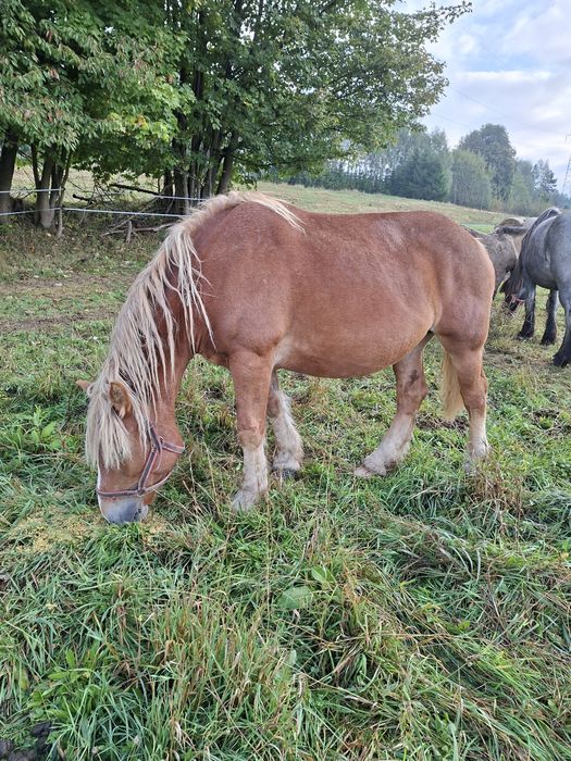 Sprzedam klacz zimnokrwistom