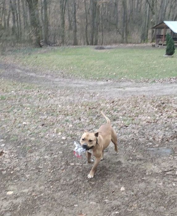 Безплатно собака Піт-Буль в хороші руки