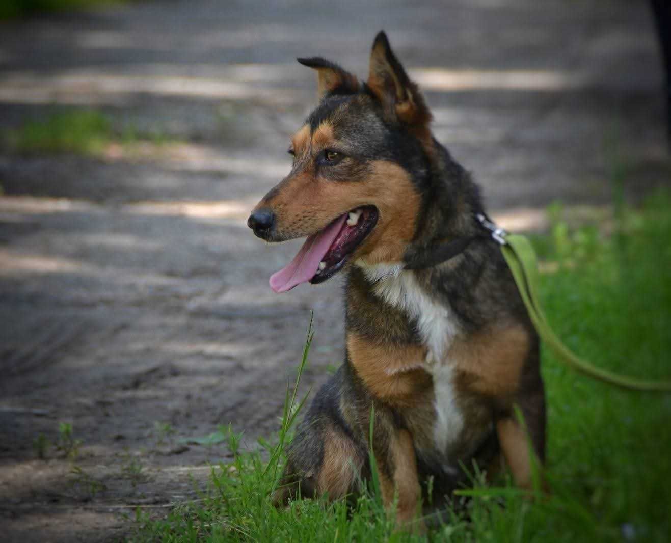 Cypisek - mały rezolutny radosny piesek ADOPCJA