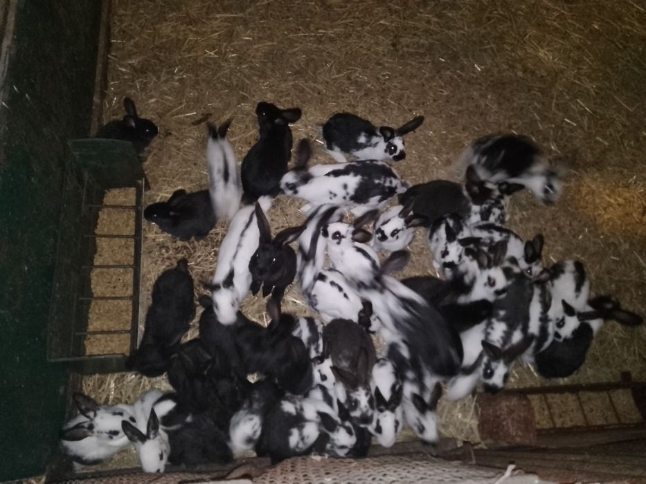 Króliki młode do dalszej hodowli oraz samice zakocone