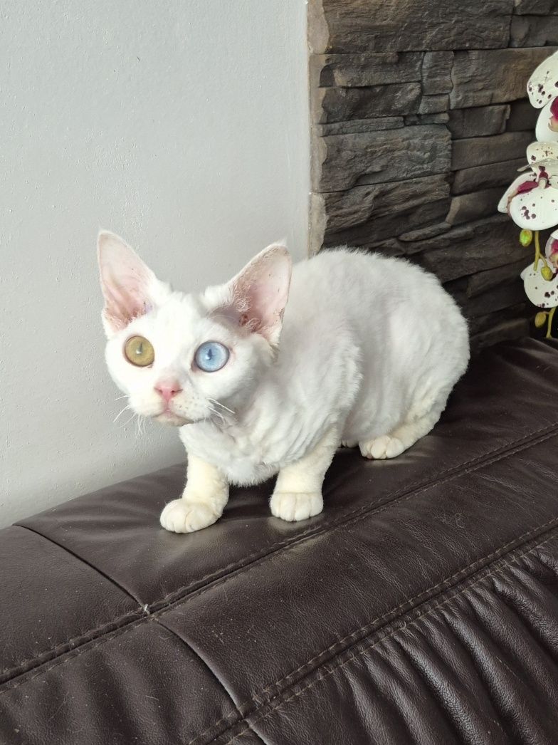 Koteczka Devon Rex Wystawo-hodowlana FPL