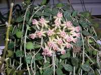 Hoya Hoja Curtisii