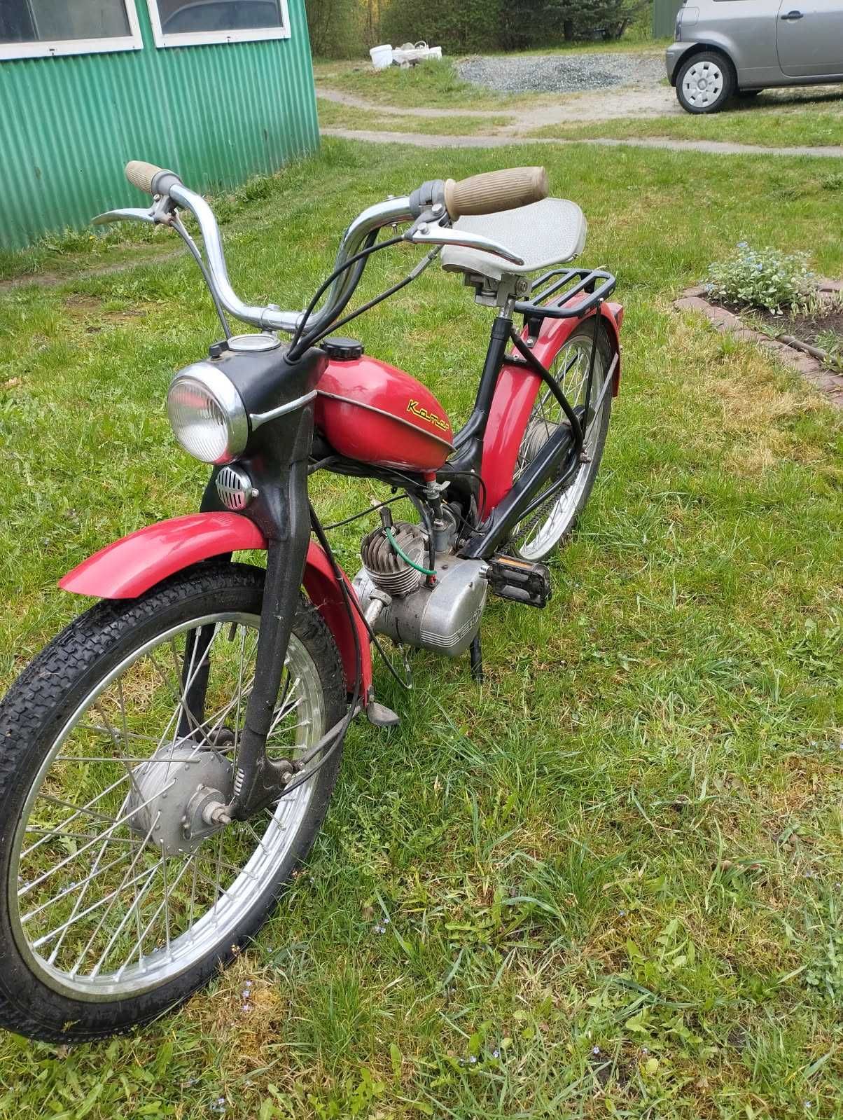 Komar sztywniak czerwony
