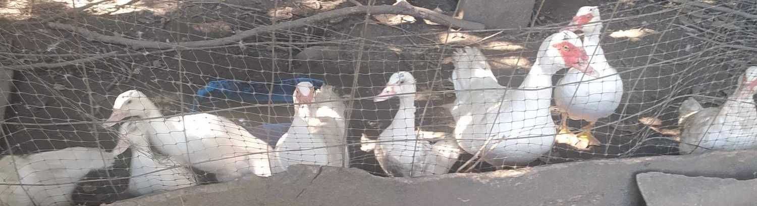 Patos Mudos Para Venda (Fêmeas e Machos)