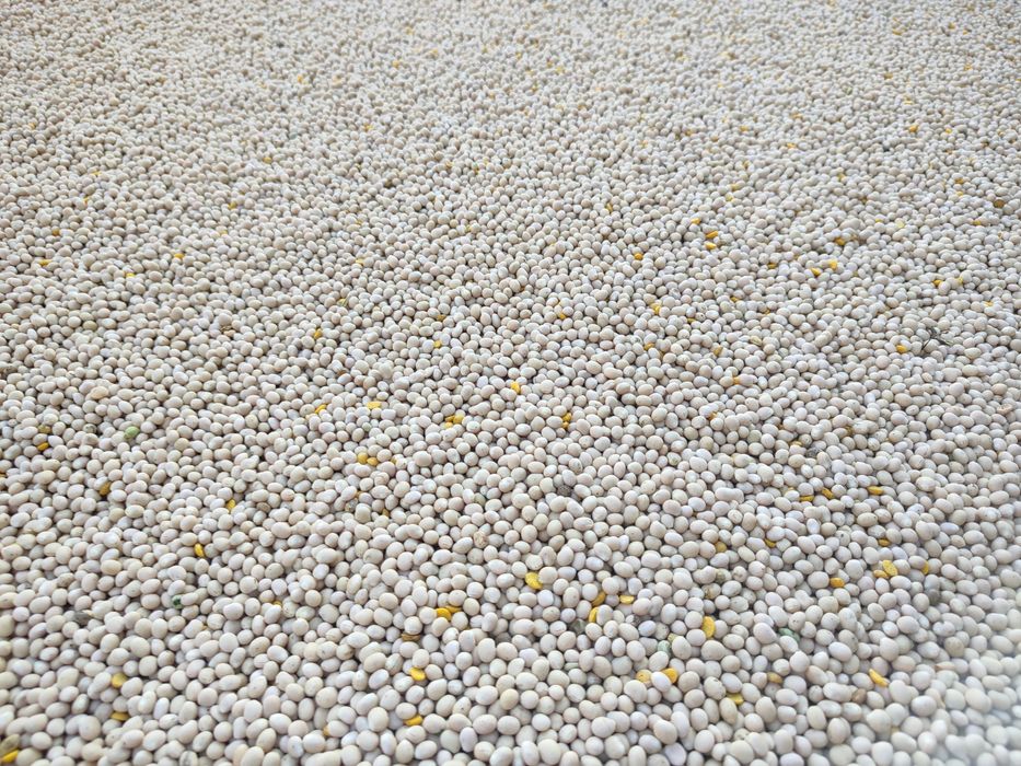 Sprzedam łubin gorzki