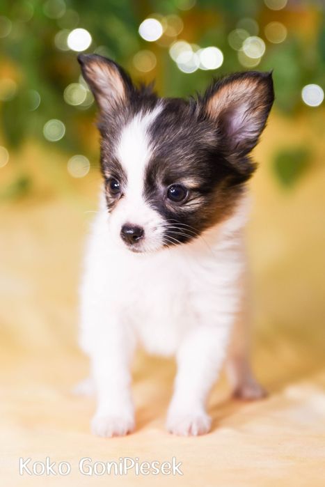 Papilon Spaniel Kontynentalny