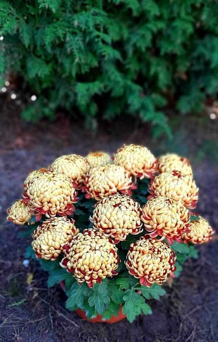 Chryzantemy drobnokwiatowe i wielkokwiatowe