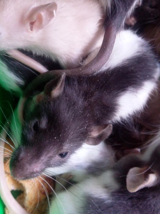 Крисята, декоративні криски, домашні щурики