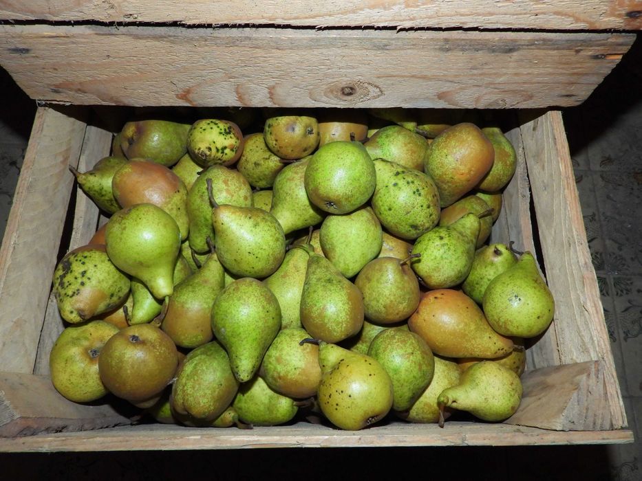 Груша зимова Ноябрська середня (лот 10кг)