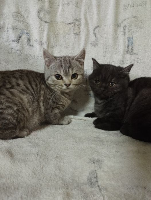 Шотландські кошенята