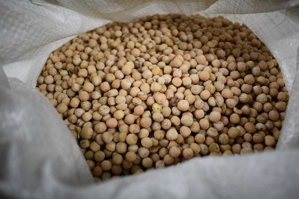 Groch Żółty Cały na Siew i Grochówkę Ekologiczny 5 KG