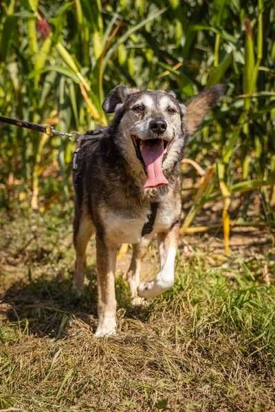 Przyjazny łagodny Santos szuka domku