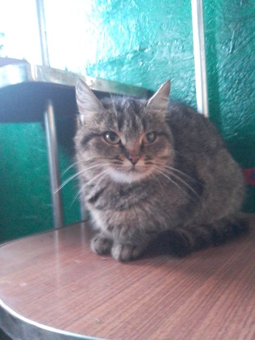 Отдам в добрий руки красивую тегристую кошечку