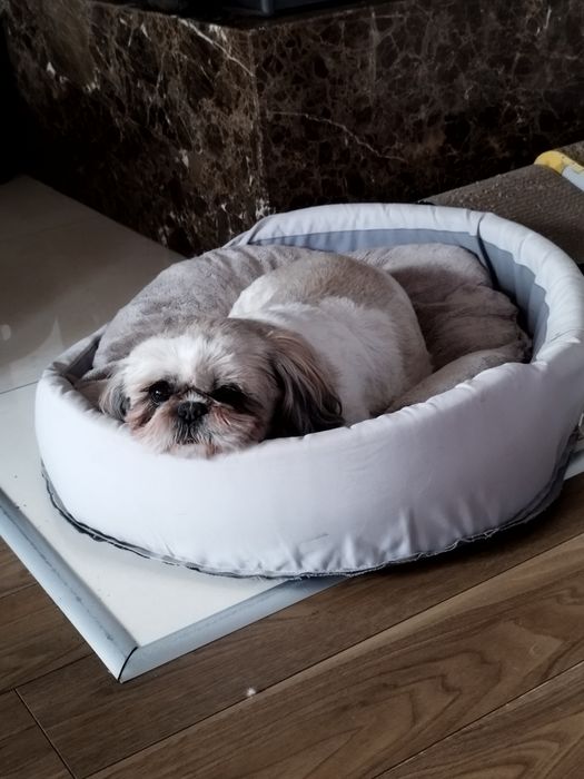 Groomer, psi fryzjer