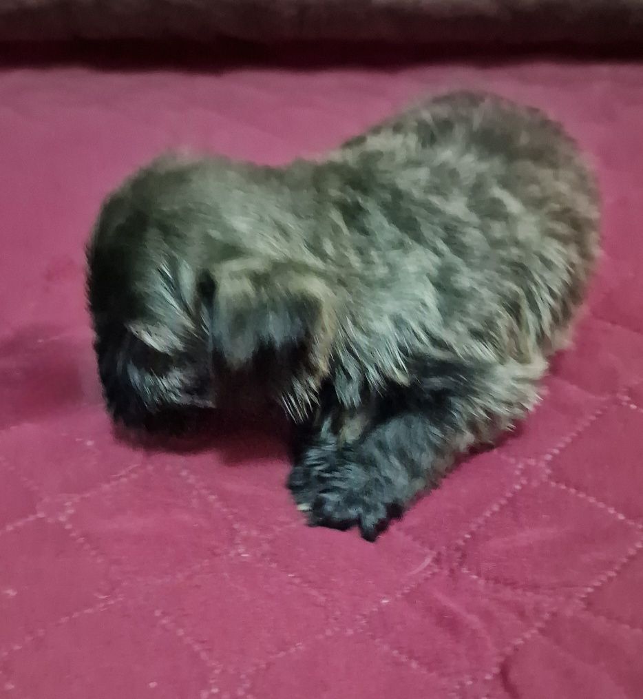 Peluche miniatura