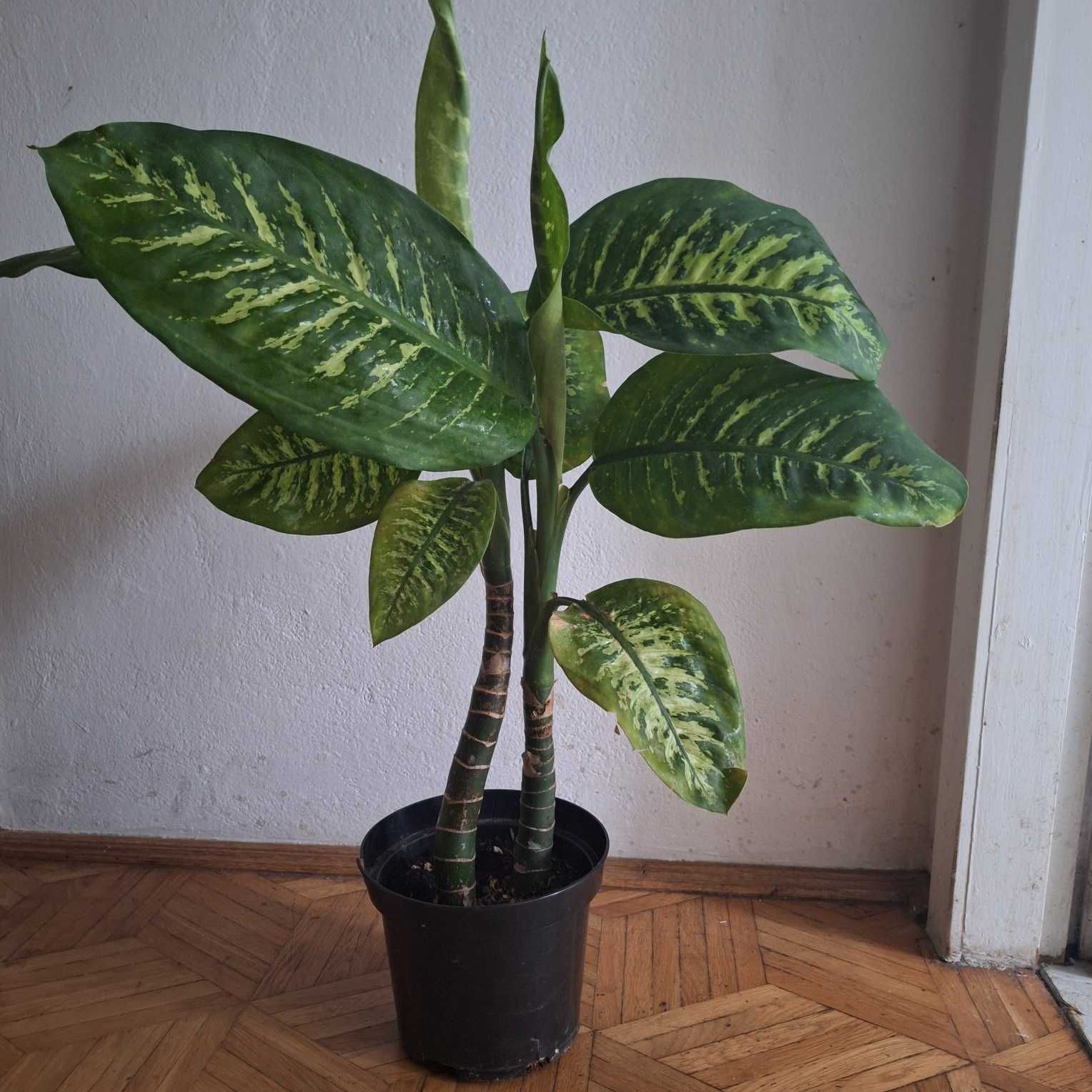 Difenbachia podwójna piękna tropic snow